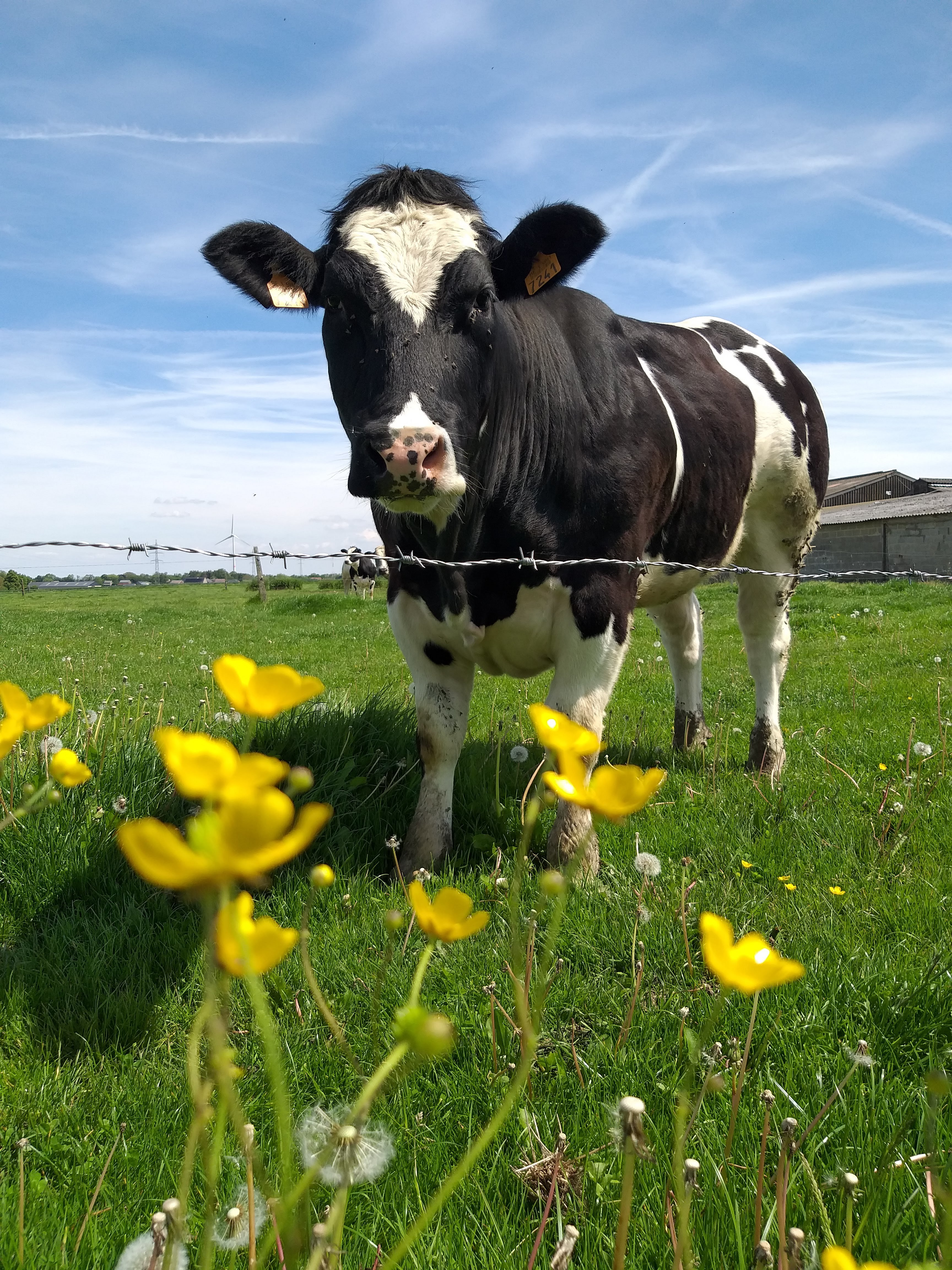 Viande BBB de la ferme Geens Namur